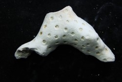 ASTRHELIA PALMATA - Miocène - Maryland - USA