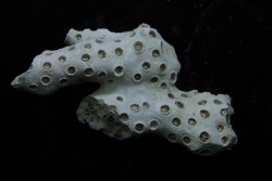 ASTRHELIA PALMATA - Miocène - Maryland - USA