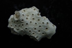 ASTRHELIA PALMATA - Miocène - Maryland - USA