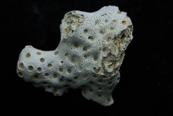 ASTRHELIA PALMATA - Miocène - Maryland - USA