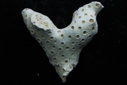 ASTRHELIA PALMATA - Miocene - Maryland - USA
