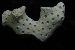 ASTRHELIA PALMATA - Miocène - Maryland - USA