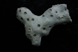 ASTRHELIA PALMATA - Miocene - Maryland - USA