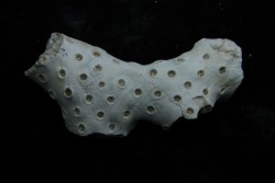 ASTRHELIA PALMATA - Miocène - Maryland - USA