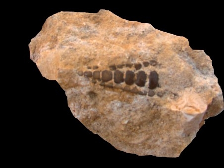 palais de poisson: PHACODUS PUNCTATUS