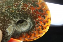polissage : superbe ammonite translucide! cleoniceras du crétacé de  Madagascar