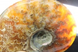 polissage : superbe ammonite translucide! cleoniceras du crétacé de  Madagascar