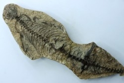 Barasaurus besairi - Permien - Madagascar