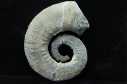 Emericiceras emerici - Barrémien - Alpes de haute Provence