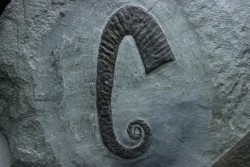 Hamites (Idiohamites) cf. favrinus - Albien supérieur - Hautes Alpes, France