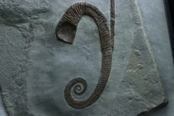 Hamites (Stomohamites) cf. subvirgulatus - Albien supérieur - Hautes Alpes, France