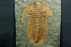 Acadoparadoxides levi-settii - middle Cambrian - Jbel Ougnate, Morocco