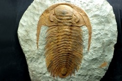Acadoparadoxides Mureroensis - middle Cambrian - Jbel Ougnate, Morocco