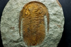 Acadoparadoxides levi-settii - Cambrien moyen - Jbel Ougnate, Maroc