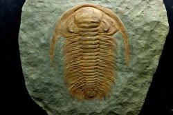 Acadoparadoxides levi-settii - middle Cambrian - Jbel Ougnate, Morocco