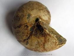 nautilus CYMATOCERAS SAKALAVUM (2)