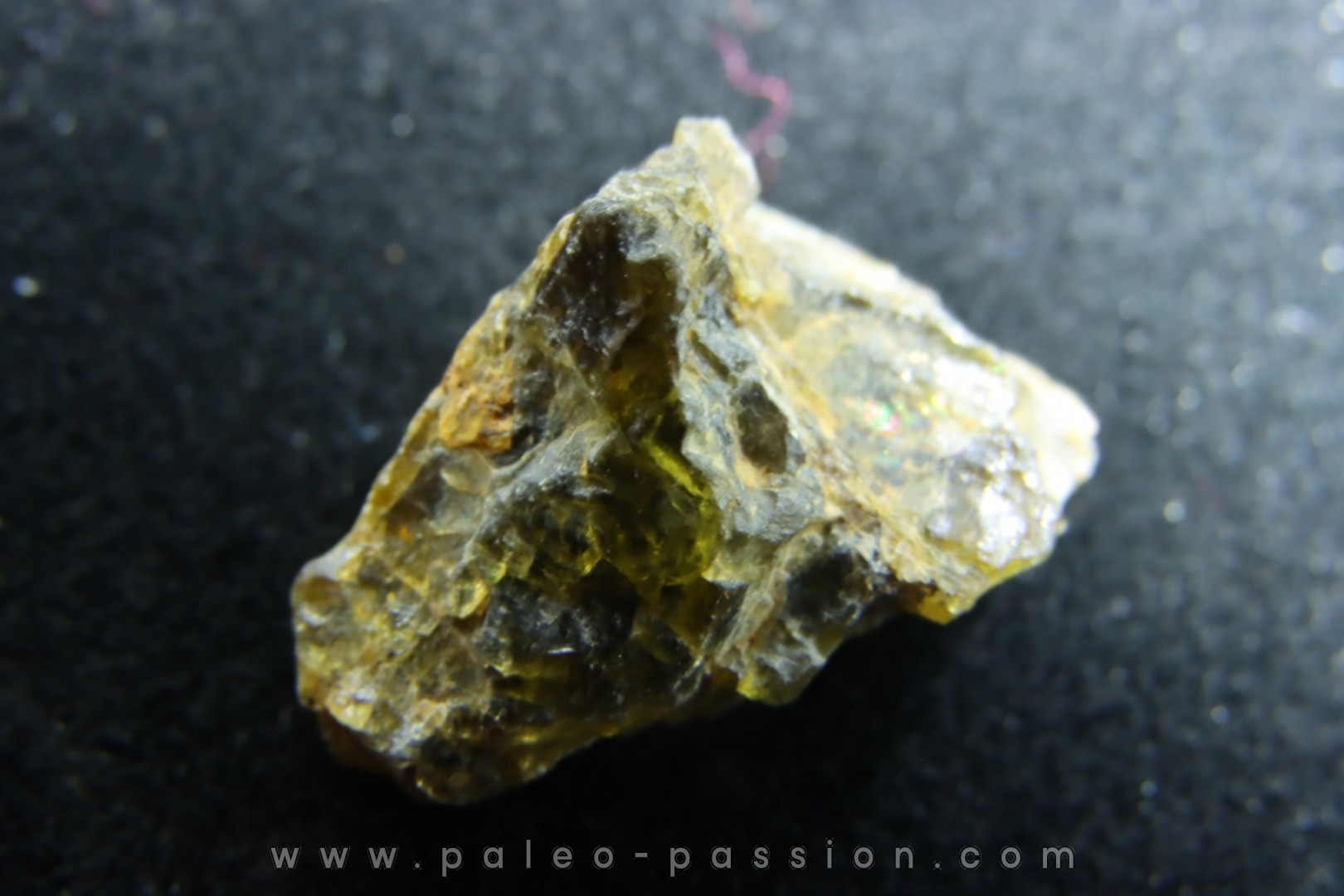 Météorite: ACHONDRITE HED DIOGENITE - NWA7831