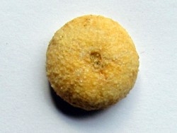 urchin ORTHOPSIS MILIARIS