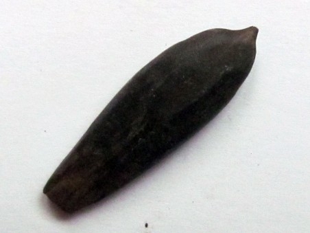 belemnite DUVALIA DILATATA (1)