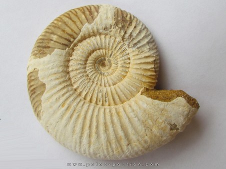 KRANAOSPHINCTES (PACHYPLANULITES) RABEI