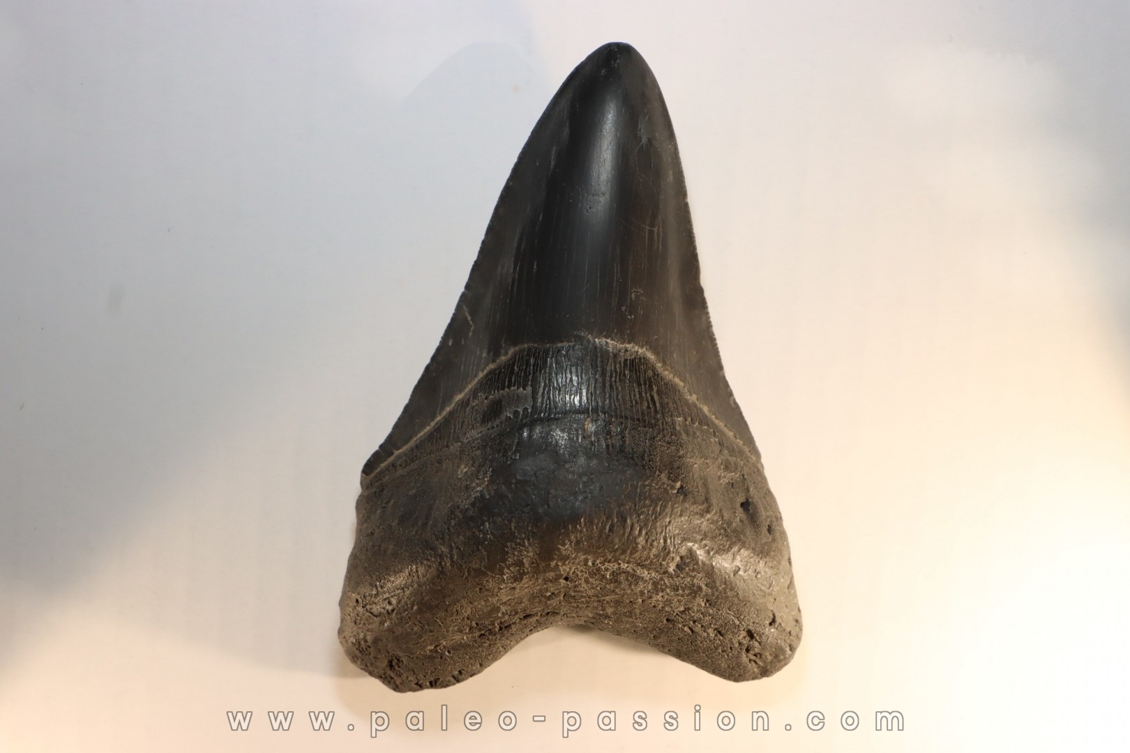 Dents de requins