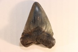 dent de requin: CARCHARODON MEGALODON
