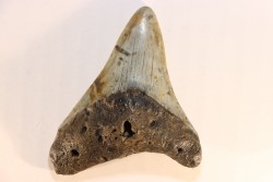dent de requin: CARCHARODON MEGALODON