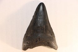dent de requin: CARCHARODON MEGALODON
