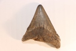 dent de requin: CARCHARODON MEGALODON