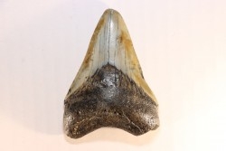 dent de requin: CARCHARODON MEGALODON