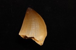 DENT DE MOSASAURE   Mosasaurus baugei (Arambourg 1954)  Maestrichtien - Oued Zem,  Maroc