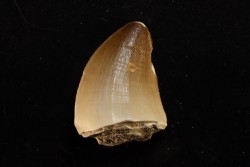 MOSASAURE  tooth Mosasaurus baugei (Arambourg 1954)  - Maastrichtian - Oued Zem - Morocco
