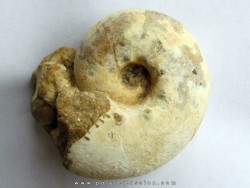 ORTHASPIDOCERAS sp.