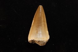 MOSASAURE  tooth Mosasaurus baugei (Arambourg 1954)  - Maastrichtian - Oued Zem - Morocco