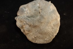 Heliolithes sp. - Silurien - Gotland, Suede