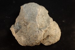 Heliolithes sp. - Silurian - Gotland, Schweden