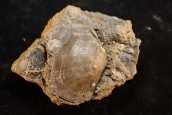 schizophoria schnuri