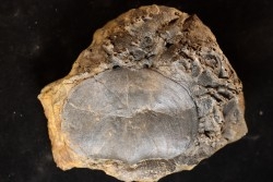 schizophoria schnuri