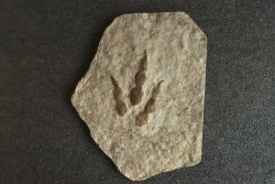 dinosaur foot print : Grallator variabilis