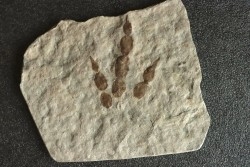 dinosaur foot print : Grallator variabilis