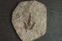 dinosaur foot print : Grallator variabilis