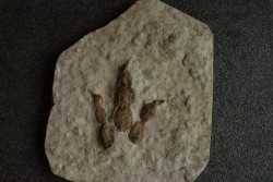 dinosaur foot print : Grallator variabilis