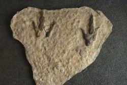 dinosaur foot print : Grallator variabilis