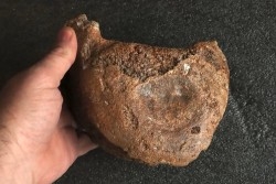 MAMMOTH VERTEBRA:  mammuthus primigenius