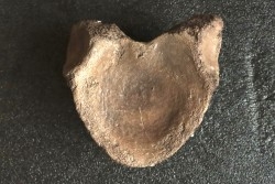 VERTEBRE DE MAMMOUTH:  mammuthus primigenius - Pléistocène supérieur // Mer du Nord - Hollande