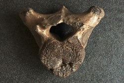 VERTEBRE DE MAMMOUTH:  mammuthus primigenius - Pléistocène supérieur // Mer du Nord - Hollande