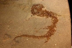 Chelotriturus paradoxus - Miocene - Bosnie