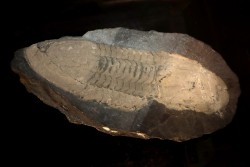 Ectillaenus giganteus - Ordovician - olds "Ardoisieres" d'Angers - Trélazé - FRANCE