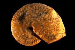 PSEUDOSIRENITES EVAE - triassic - TIMOR - INDONESIA