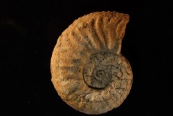 STEINMANNITES INGENS - triassic - TIMOR - INDONESIA